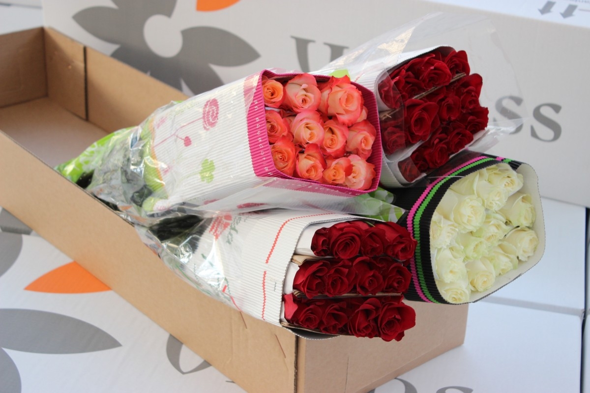 VIMASS - Pack découverte 100 roses à 79€-HT