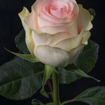 SENORITA