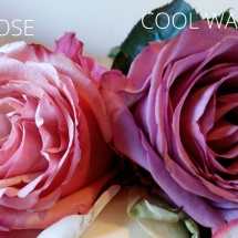 ART ROSE-COOLWATER