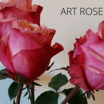 ART ROSE2