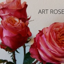 ART ROSE3