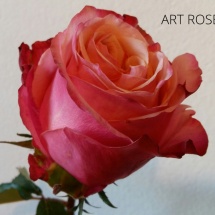 ART ROSE5