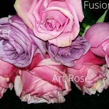 Cool water-Fusion-Art rose