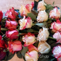 Explorer-nina-Iguana-true colors-ghobi-sweetness