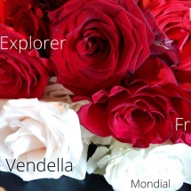 Explorer-nina-venndella-mondial