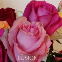 FUSION