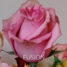 FUSION2