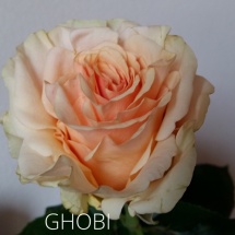 GHOBI