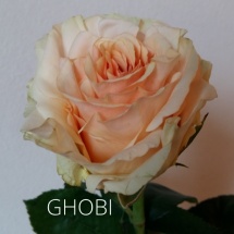 GHOBI2