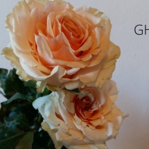 GHOBI3