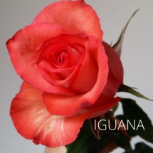 IGUANA3