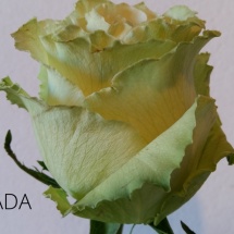 LIMONADA4