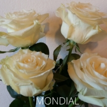MONDIAL
