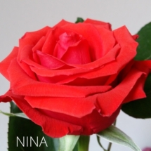 NINA