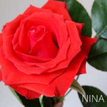 NINA2