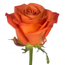 ORANGE-CRUSH