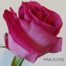 PINK FLOYD