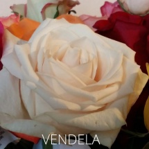 VENDELA