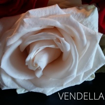 VENDELLA3