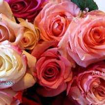 cezanne-imagination-sweetness-art rose