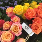 Présentation roses Equateur - Jérôme Naulet (10)