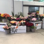 Présentation roses Equateur -