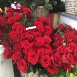 Présentation roses Equateur - Jérôme Naulet (13)