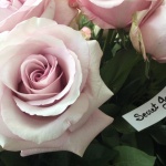 Présentation roses Equateur - Jérôme Naulet (14)