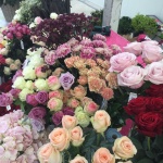 Présentation roses Equateur - Jérôme Naulet (18)
