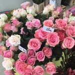 Présentation roses Equateur - Jérôme Naulet (2)