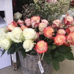 Présentation roses Equateur - Jérôme Naulet (22)