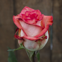 BLUSH