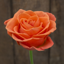 ORANGE CRUSH