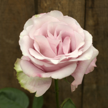 SECRET GARDEN 2